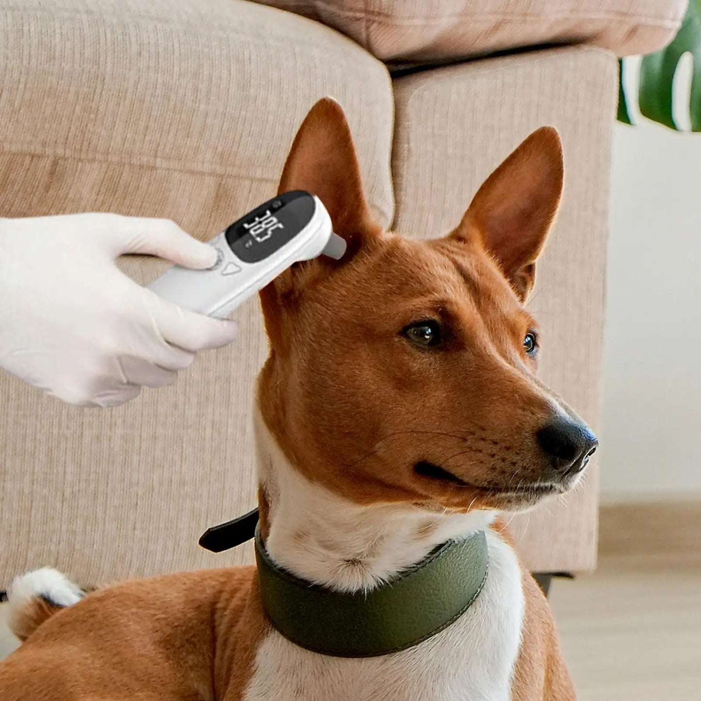 Digital High-Precision Electronic Pet Ear Thermometers