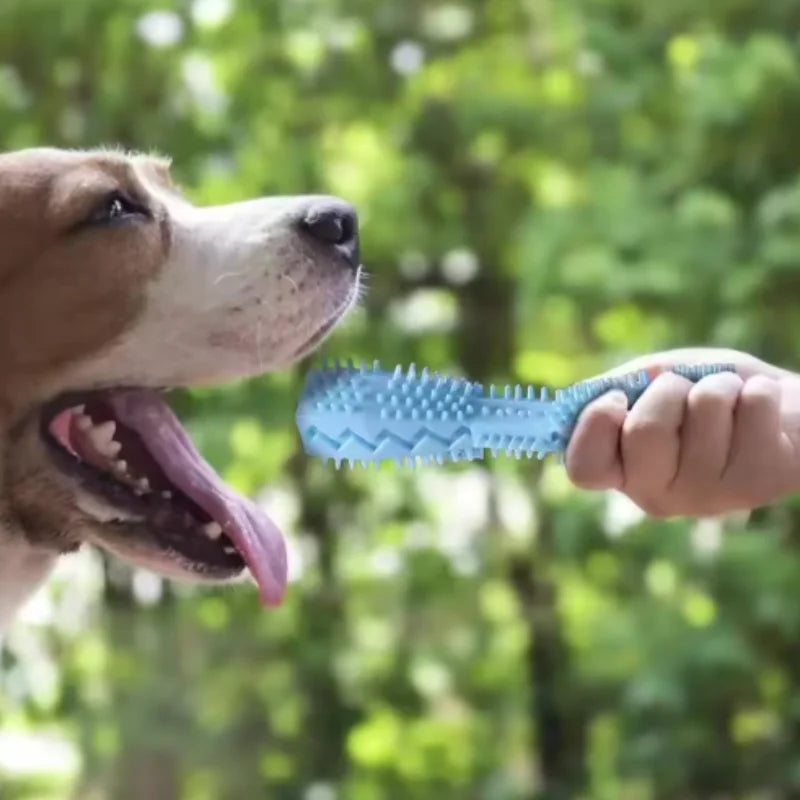 Toothbrush Teeth Cleaning Chew Stick